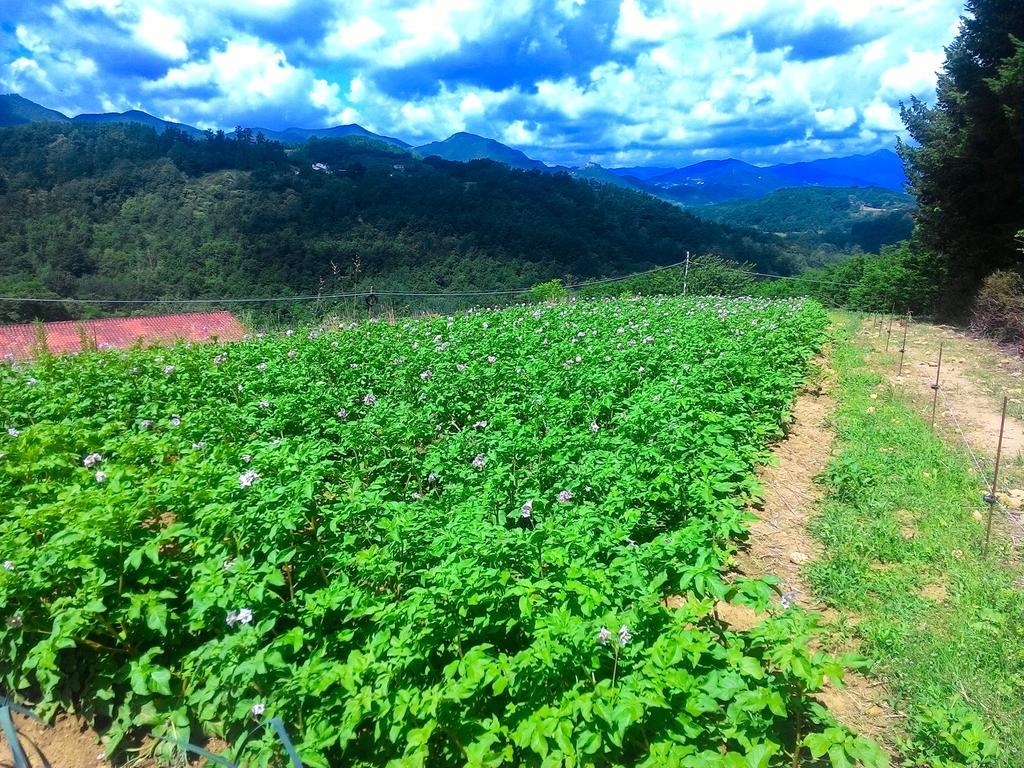 Il Melo Villa Fivizzano Ngoại thất bức ảnh